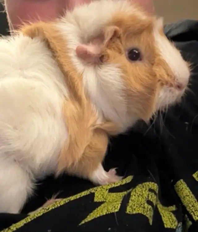 Two Guinea Pigs with Large Hutch