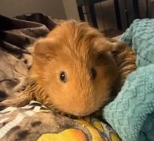 Two Guinea Pigs with Large Hutch - Photo 2