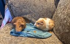 Two Guinea Pigs with Large Hutch - Photo 3