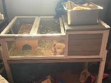 Two Guinea Pigs with Large Hutch - Photo 4