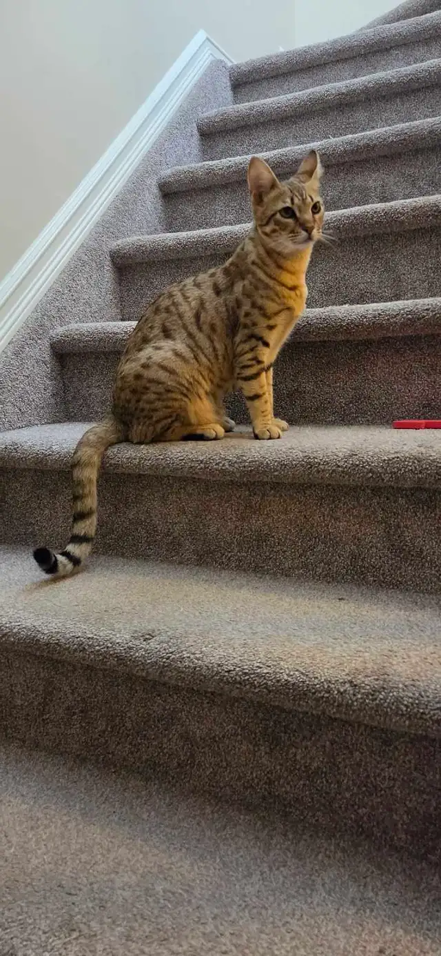 f6 savannha cat for rehoming