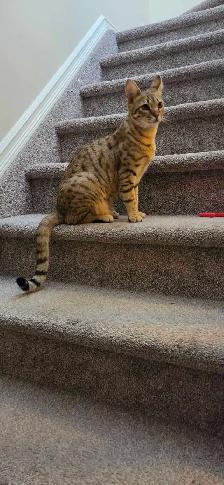 f6 savannha cat for rehoming
