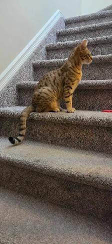 f6 savannha cat for rehoming - Photo 2
