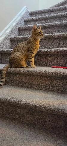 f6 savannha cat for rehoming - Photo 3