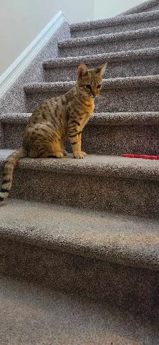 f6 savannha cat for rehoming - Photo 4