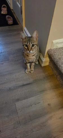 f6 savannha cat for rehoming - Photo 5