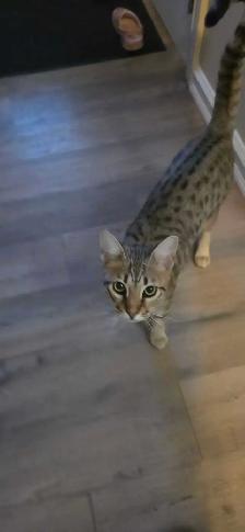 f6 savannha cat for rehoming - Photo 6