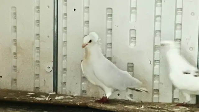 GERMAN OWL PIGEONS FOR SALE