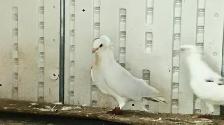 GERMAN OWL PIGEONS FOR SALE