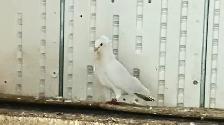 GERMAN OWL PIGEONS FOR SALE - Photo 2