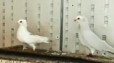 GERMAN OWL PIGEONS FOR SALE - Photo 3