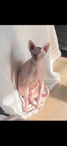 SPHYNX mâle de 3 ans