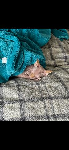SPHYNX mâle de 3 ans - Photo 2