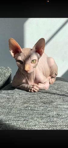 SPHYNX mâle de 3 ans - Photo 3