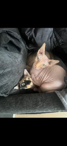 SPHYNX mâle de 3 ans - Photo 4