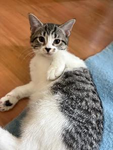 Chatons femelles en super sante , ne le 26 juin 2026 - Photo 2