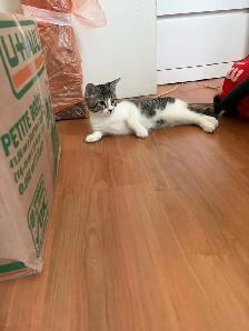 Chatons femelles en super sante , ne le 26 juin 2026 - Photo 5