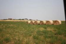 2026 Hay crop