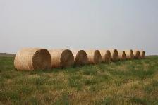 2026 Hay crop - Photo 2