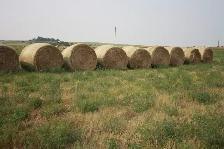 2026 Hay crop - Photo 3