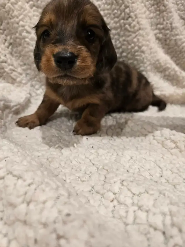 purebred long haired Mini Dachshunds