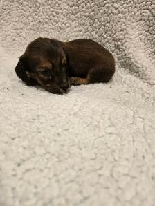 purebred long haired Mini Dachshunds - Photo 2