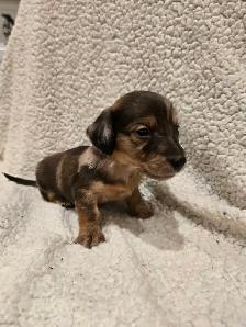 purebred long haired Mini Dachshunds - Photo 3