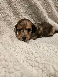 purebred long haired Mini Dachshunds - Photo 4