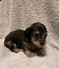 purebred long haired Mini Dachshunds - Photo 5