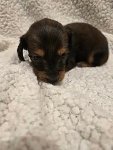 purebred long haired Mini Dachshunds - Photo 6