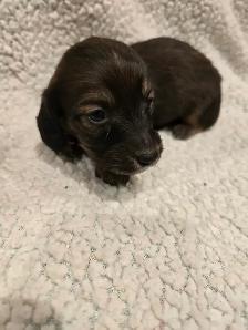 purebred long haired Mini Dachshunds - Photo 7