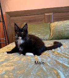 Maine Coon Kittens - Photo 2
