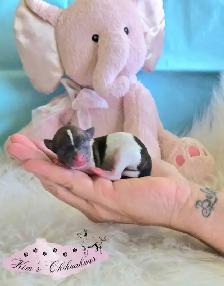 Chihuahua Puppies