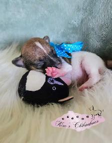 Chihuahua Puppies - Photo 2