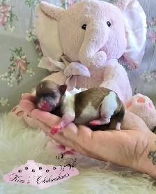 Chihuahua Puppies - Photo 3
