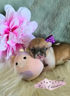 Chihuahua Puppies - Photo 4