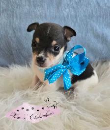 Chihuahua Puppies - Photo 5