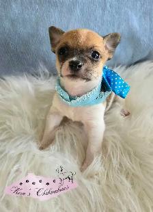 Chihuahua Puppies - Photo 6