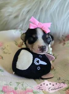 Chihuahua Puppies - Photo 7