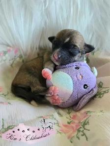 Chihuahua Puppies - Photo 8