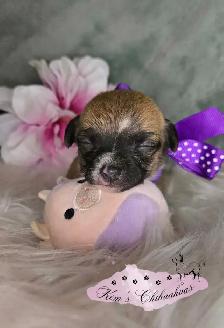 Chihuahua Puppies - Photo 9