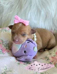 Chihuahua Puppies - Photo 10