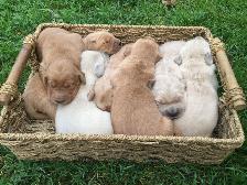 Golden Retriever Puppies