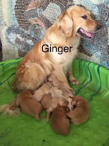 Golden Retriever Puppies - Photo 3