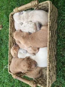 Golden Retriever Puppies - Photo 4