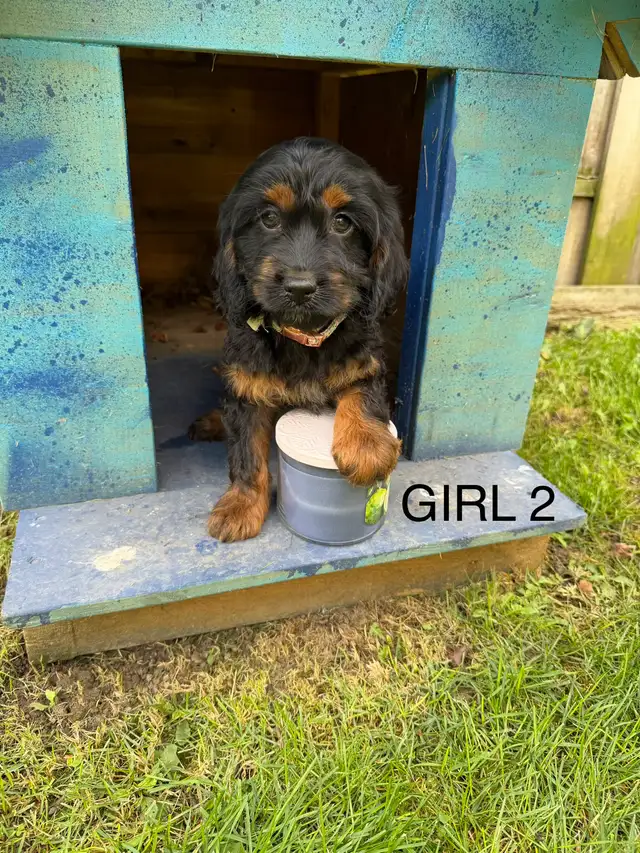 Mini Cockapoo Puppies