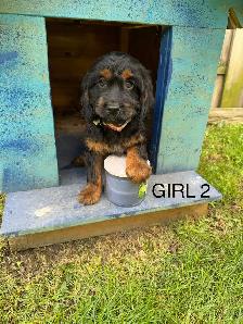 Mini Cockapoo Puppies