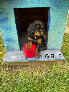 Mini Cockapoo Puppies - Photo 2