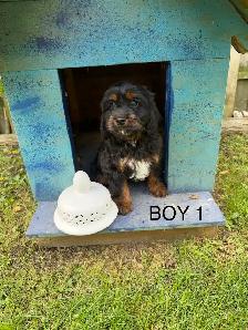 Mini Cockapoo Puppies - Photo 3