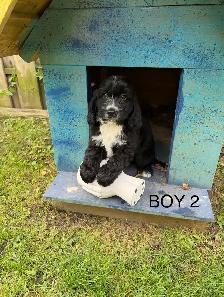 Mini Cockapoo Puppies - Photo 5